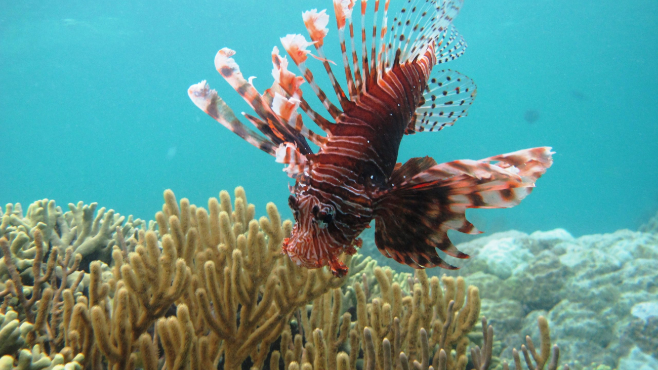 Lion Fish 2