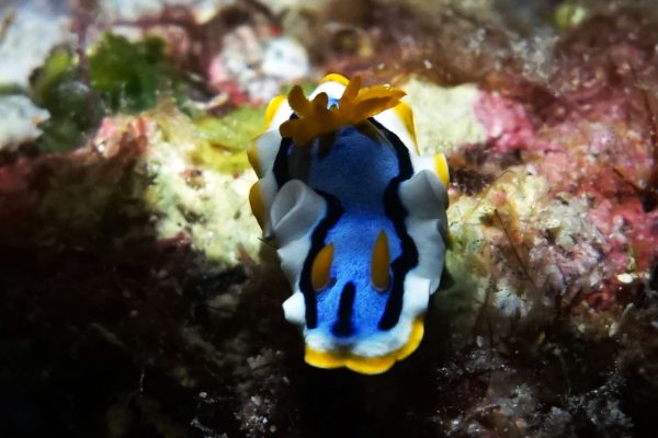 AGP Nudibranch Pantai Hondue 3
